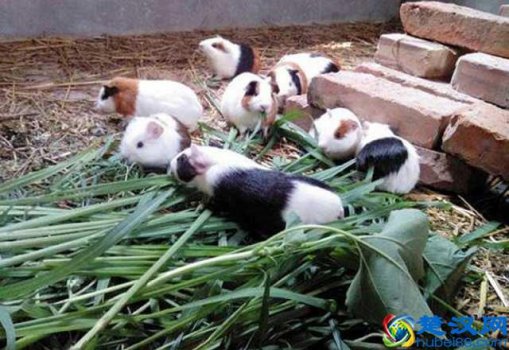  农村现在有什么好项目可发展（3个靠谱的农村项目推荐）