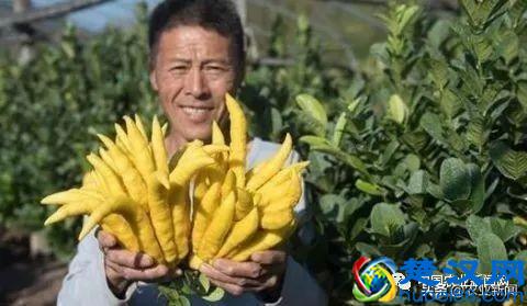  农村占地种什么合适（农村占地种什么树值钱）