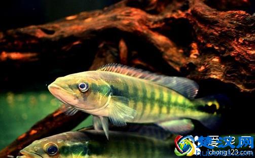  凤尾鱼怎么养（什么鱼比凤尾鱼好养）