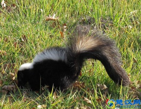  臭鼬是什么动物（臭鼬的味道有多臭）