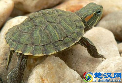  巴西小乌龟冬眠怎么养（冬季乌龟的饲养方法）