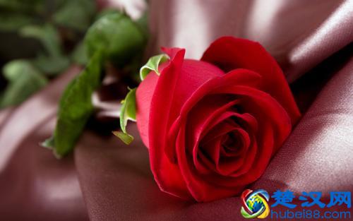  首页|金皇朝4|首页