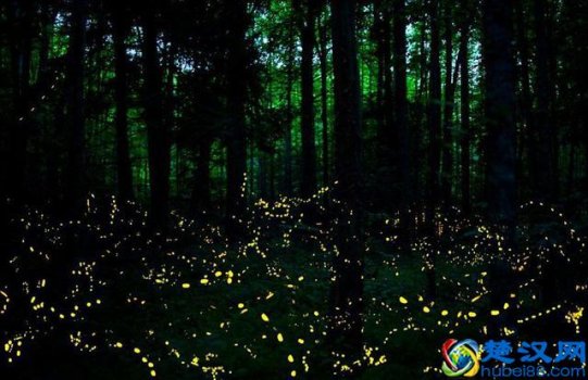 简单回答萤火虫会发光的原因(带着孩子一起来安徒生童话乐园鉴证吧)