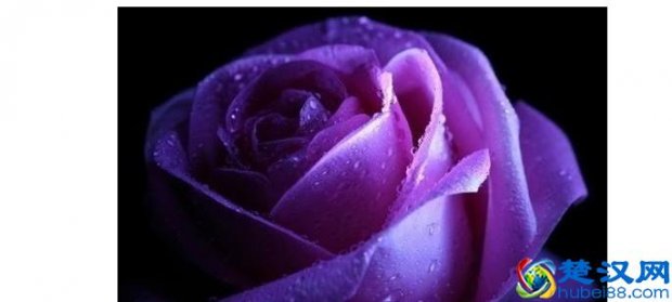  紫色代表什么（玫瑰花的花语）