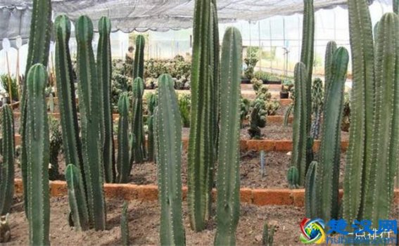  防辐射植物（10大防辐射植物）