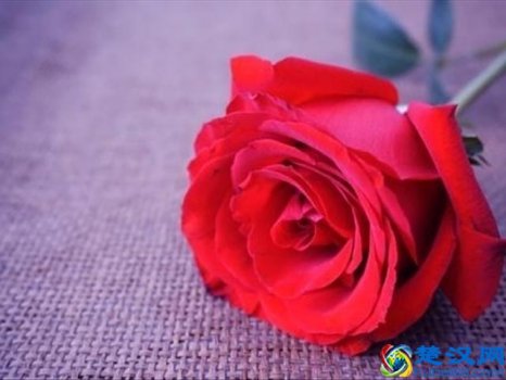  红玫瑰代表什么（红玫瑰代表的爱情）