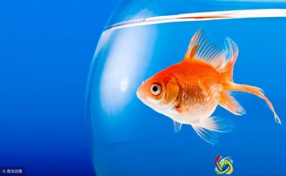  金鱼缸效应（办公室政治不可小窥“金鱼缸效应”）