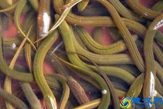 黄鳝吃什么(鳝鱼吃什么东西长得快)