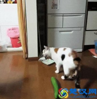  猫为什么怕黄瓜（为什么猫会怕黄瓜？）