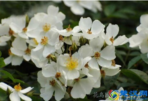  荼蘼是什么意思（荼蘼的含义）