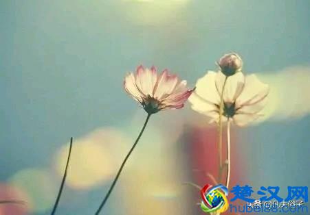  知己是什么意思（知己和情人有什么区别）