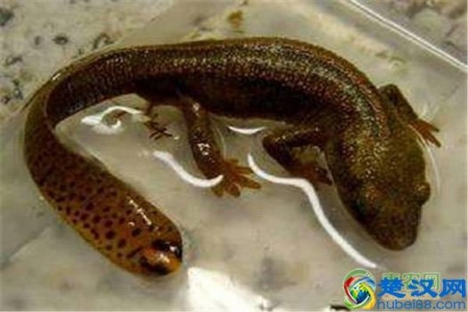  蝾螈吃什么（中华蝾螈喜欢吃什么）