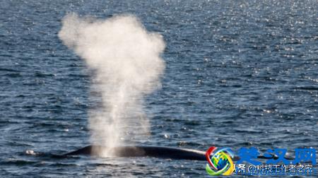  蓝鲸吃什么（蓝鲸为了吃能做些啥）