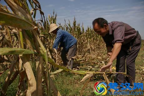  束手无策是什么意思（束手无策只能任命）