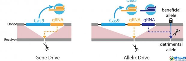  什么是等位基因（等位基因驱动）
