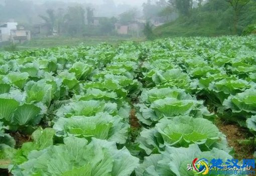  甘蓝是什么（4种重要害虫可要注意了）