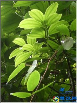  山肉桂的功效和作用，山萸肉泡水喝的功效