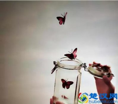  刺猬效应是什么意思（刺猬效应是指什么意思）