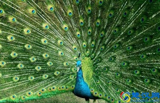孔雀的尾巴像什么一样(尾巴什么情况下会开屏)