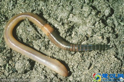  地龙是什么药材（地龙有什么功效）