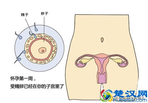  怀孕一个月有什么症状（孕妈需要注意的这些问题）