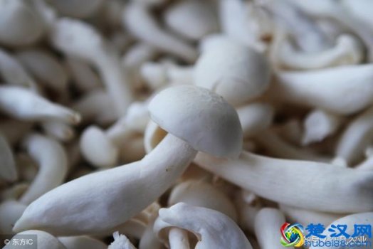 种植什么稳赚(这6个好项目不愁没销路)