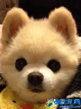  俊介君是什么品种（教你分辨俊介君）