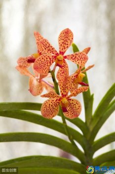  奇葩的读音与意思是什么（形容一个人奇葩的词）