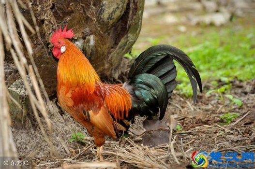  公鸡为什么打鸣（公鸡打鸣的原因找到了）