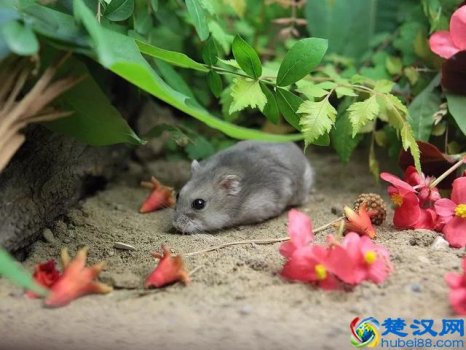  仓鼠吃什么食物（仓鼠饮食大全）