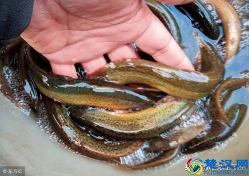  泥鳅养殖饲料配方（养泥鳅要喂什么饲料呢）