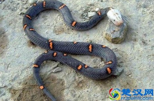  白头蝰蛇毒性有多大（白头蝰蛇毒性极强瞬间让血凝固）