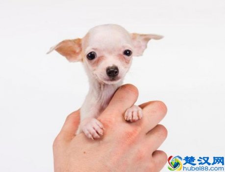  世界上最小的狗是什么狗（世界上最小的狗狗原来是它们）