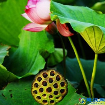  莲藕种植技术有哪些（莲藕栽培技术，3分钟读懂请你收藏）