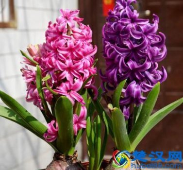  水培风信子怎么养护（1个简单的方法养到3年都可以）