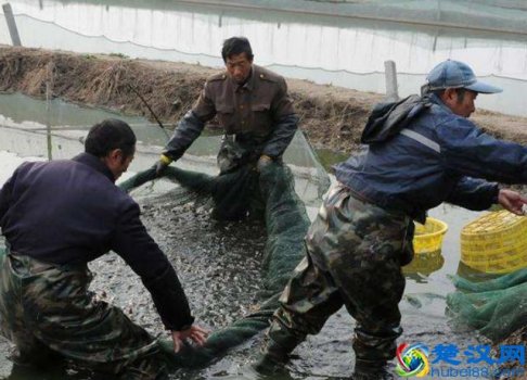  现在养什么动物最挣钱（农村饲养什么动物利润高）