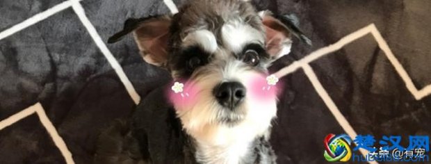  养什么动物价格低（哪些动物好养花费少）