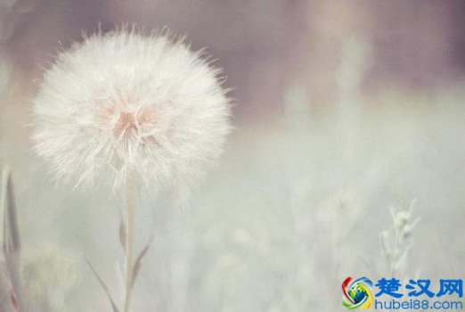  为感情的事放不下怎么办发（感情的事要不要听朋友的）