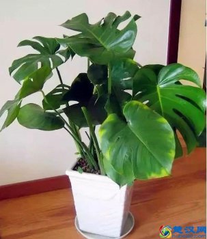  哪种绿色植物吸收甲醛效果好(“5种”最强吸甲醛植物大对比)