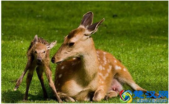  鹿胎膏的功效与作用有哪些！