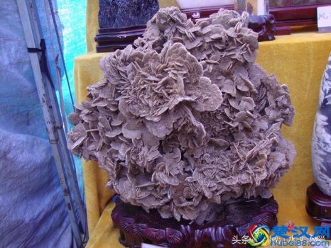 沙漠玫瑰石(沙漠玫瑰石摆在卧室有害吗)