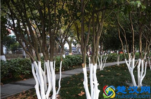  石灰水是什么（冬季树木刷石灰水有什么好处）