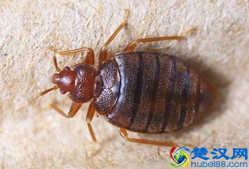  麦地那龙线虫（狗狗麦地那龙线虫病的原因是什么）