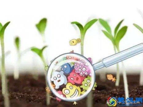  什么叫有机肥和无机肥？区别居然是这个