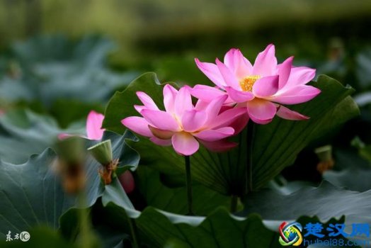  荷花象征着什么意思？荷花象征着出淤泥而不染的品格