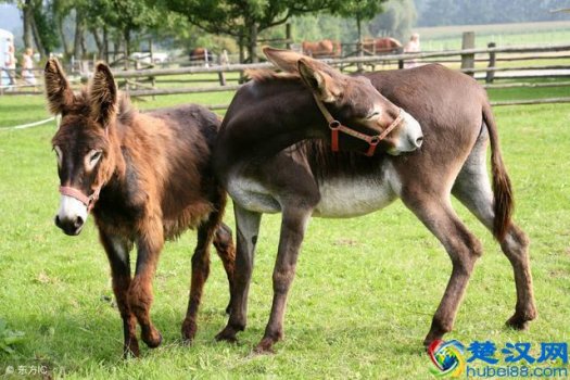  骡子是什么和什么生的？