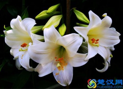  百合花象征什么意义？百合花的花语你知道么