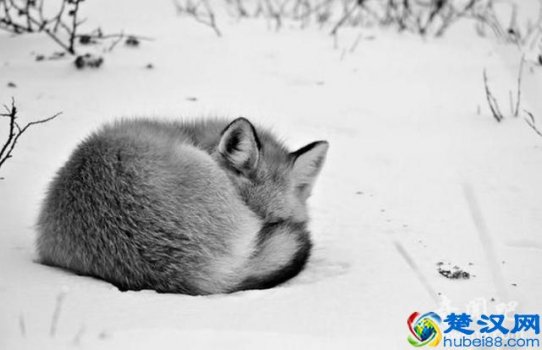  动物冬天为什么要冬眠？