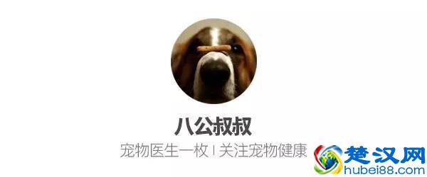  狗粮怎么选？兽医教这选购技巧，适合才是最好的