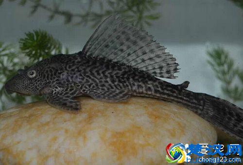  清道夫吃什么食物（清道夫为什么不能吃）